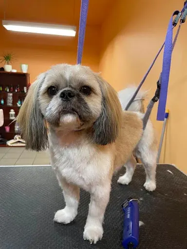 4 łapy - fryzjer dla psów Kalisz